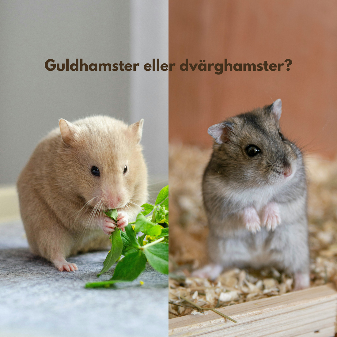Guldhamster eller Dvärghamster? Så väljer du rätt för ditt hem