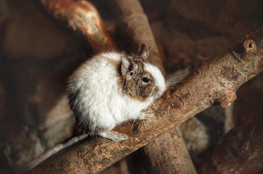 Degus - aktiva gnagare från Chiles bergstrakter