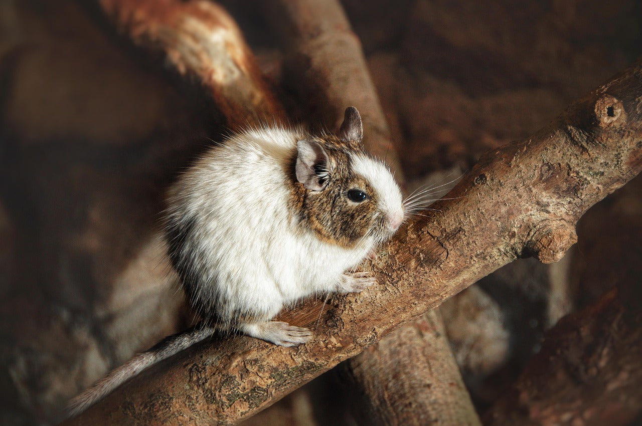 Degus - aktiva gnagare från Chiles bergstrakter