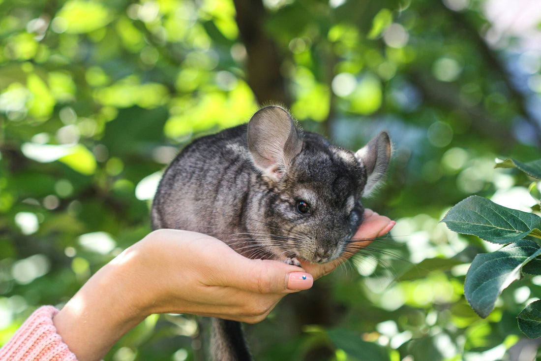 Chinchilla - fluffiga bergsbor med speciella behov